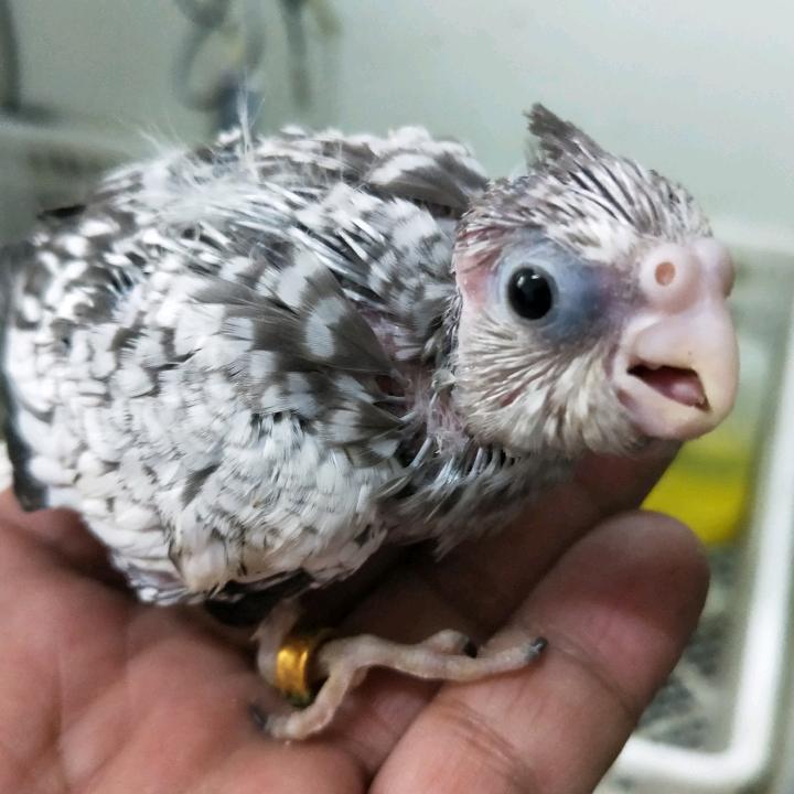 怡情鸟