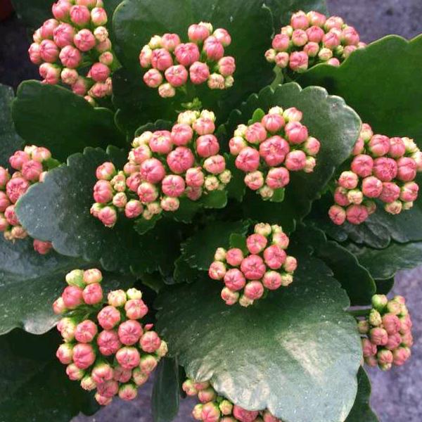 泽家花卉长寿花