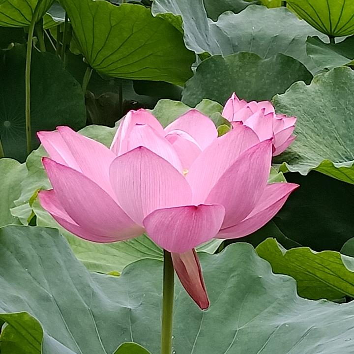 乘风而起