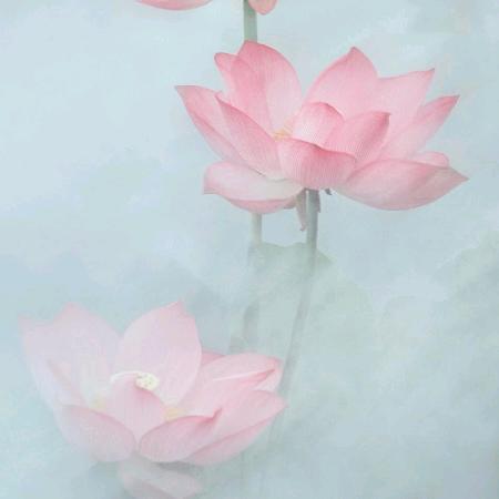 陈玉珂