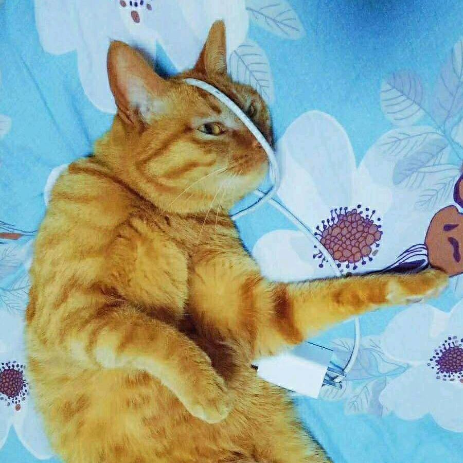 开心的小坚果