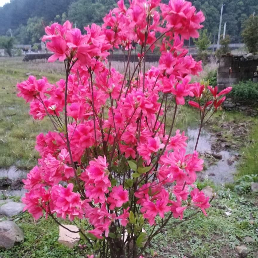 龙哥