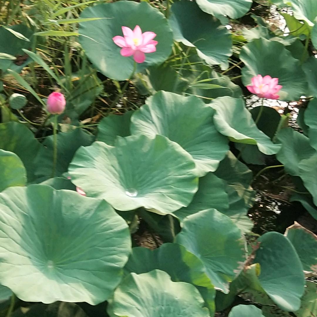 平安