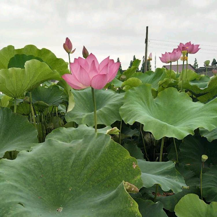 风雨云
