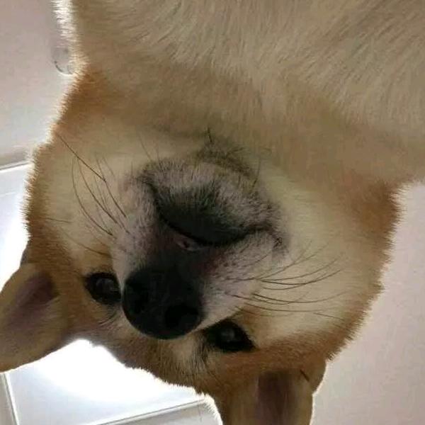 唤不醒的装睡
