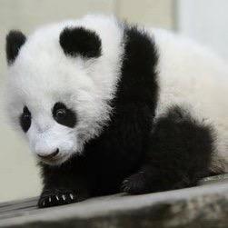 熊猫