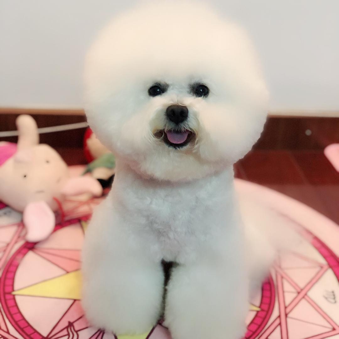 昊哥的棉花糖🐶