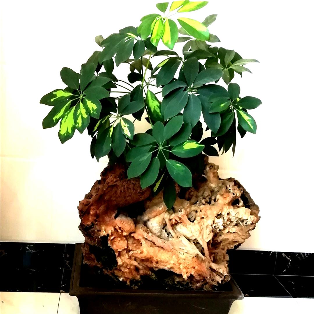 青山緑水