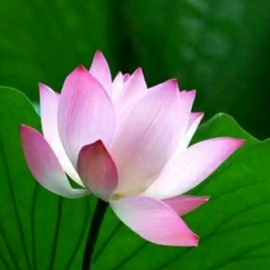 心灵花园