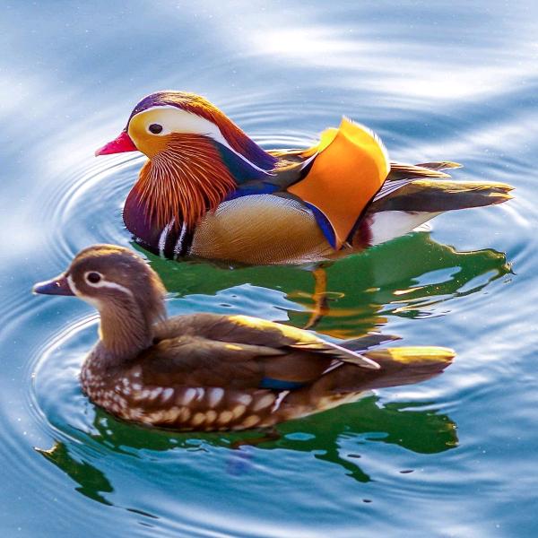 用户963357爱我中华