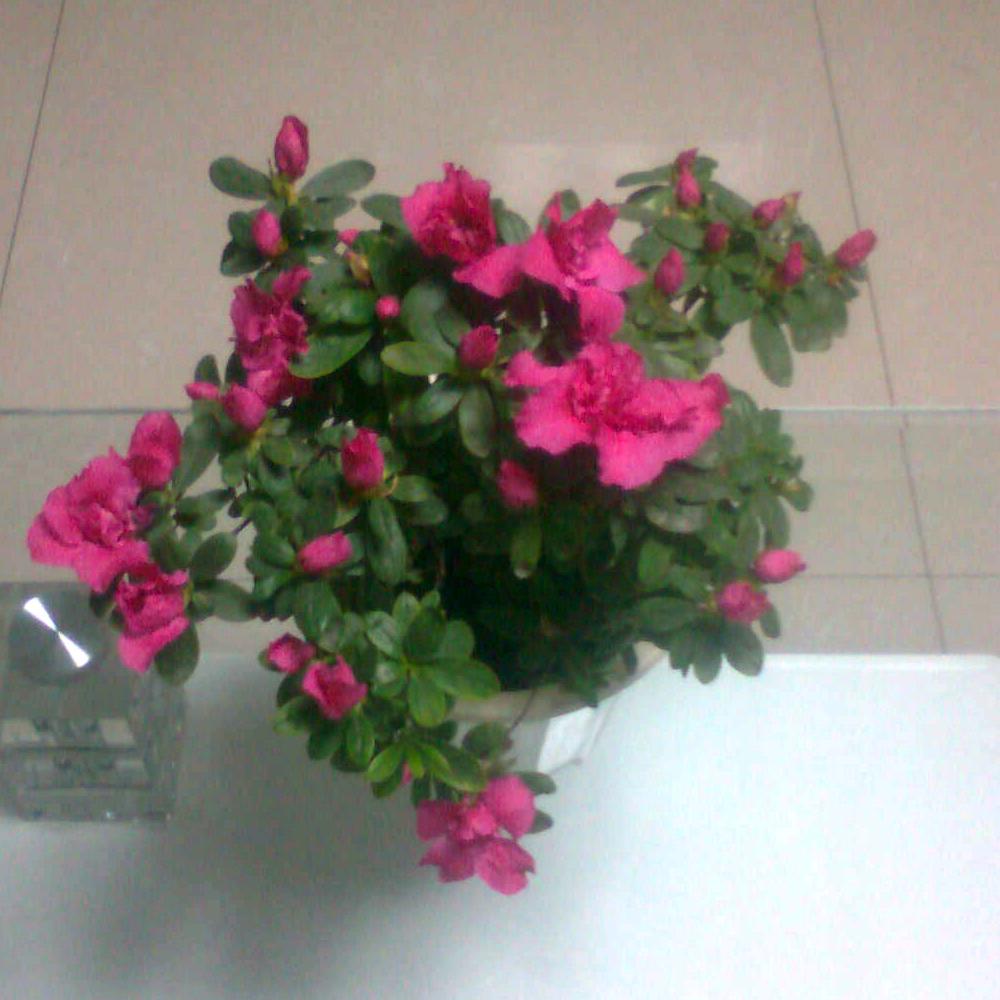 花好月明