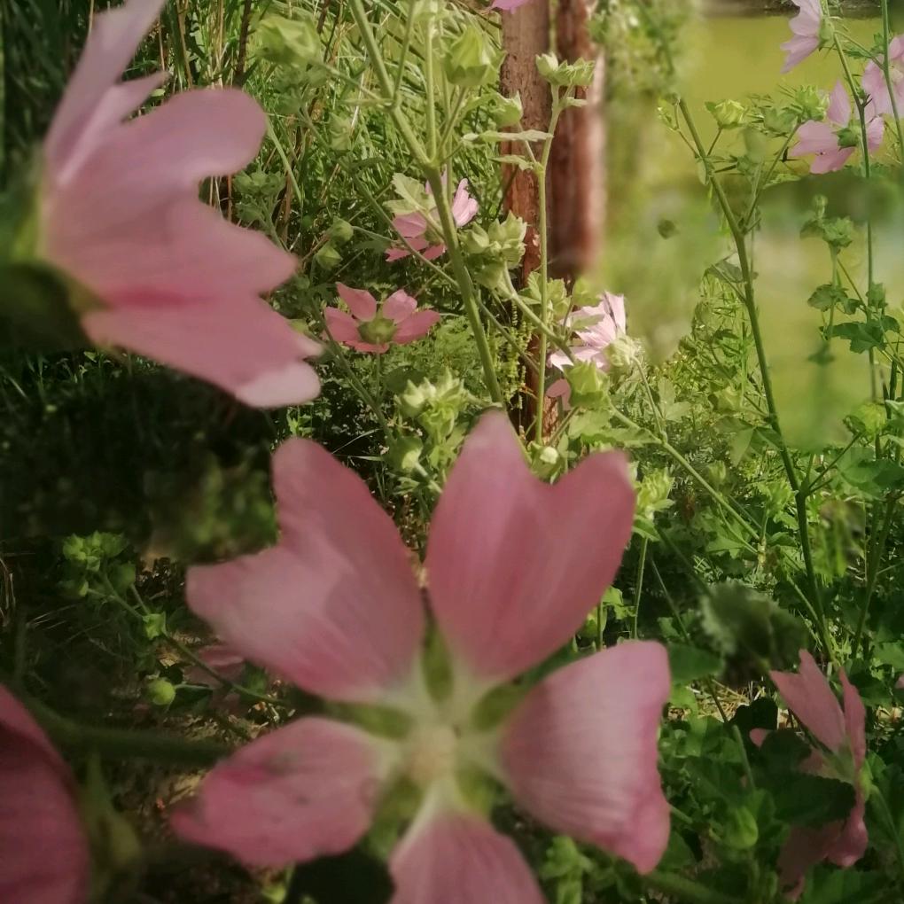 草原牧歌