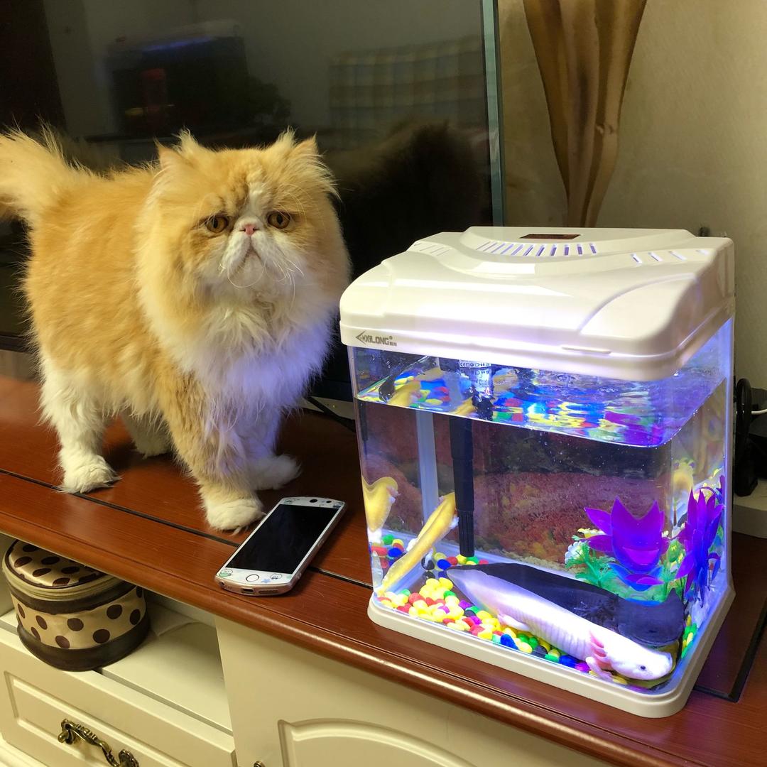 姜荷花的加菲猫