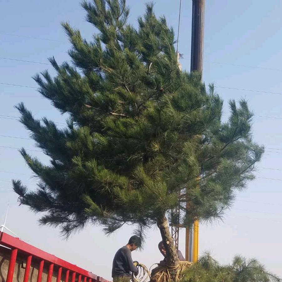 陕西顺辉園林綠化工程有限公司