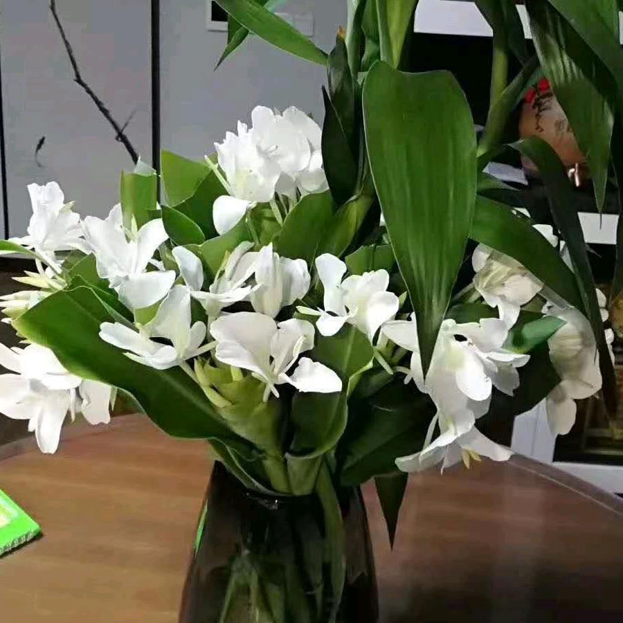 赤壁野姜花种植户