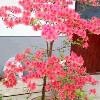 用户949860784二狼