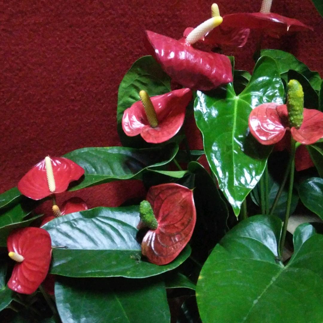 🌸一抹彩虹🌸