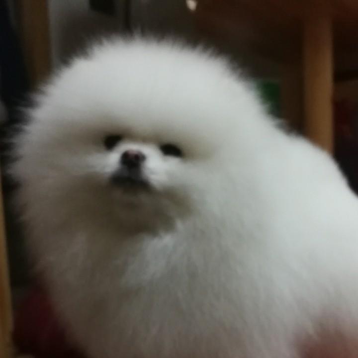 奔驰的宝马博美乐园