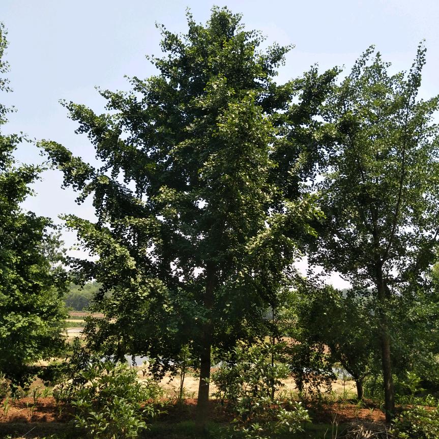 赵四平苗木共应