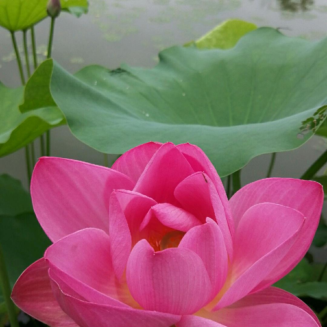 芳芳