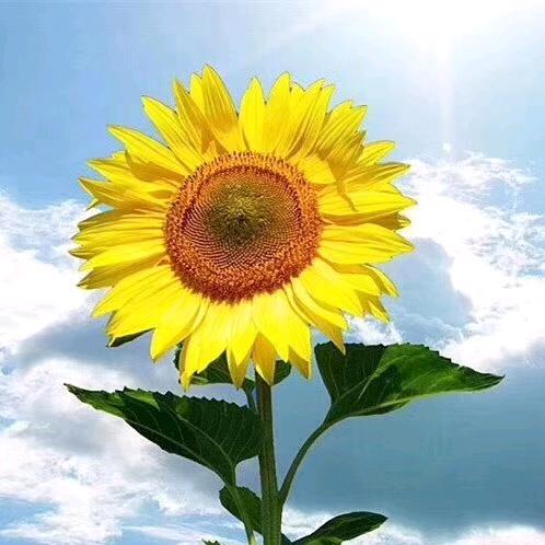 李丽姐🌻🌻