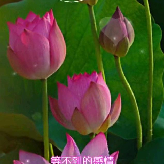 用户8178402551056张先生