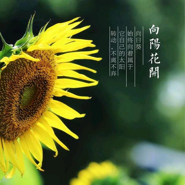 担风袖月