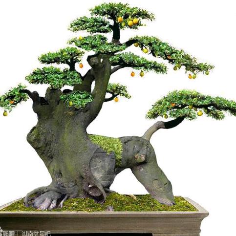 花开的时候你就来看我