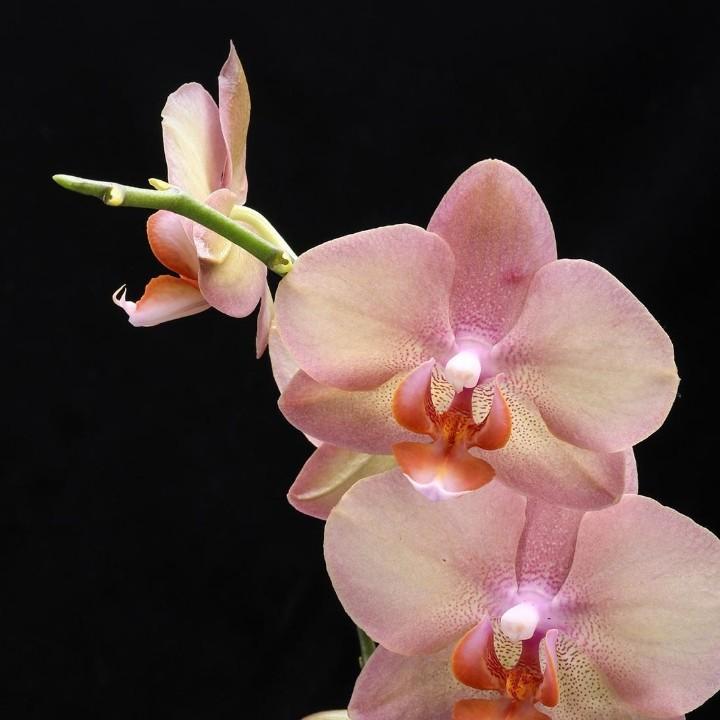 不，，，李，，你