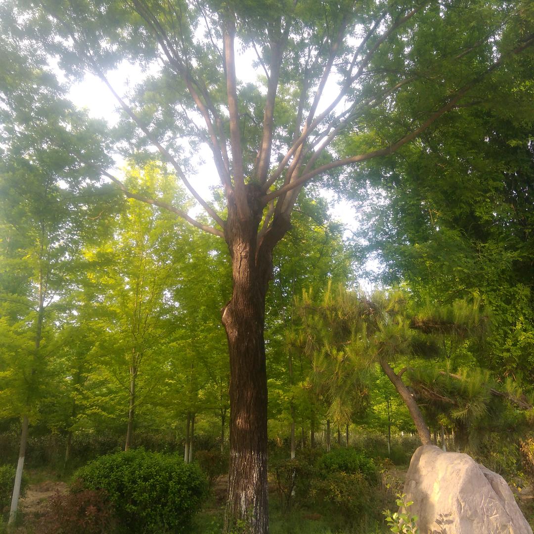 随缘