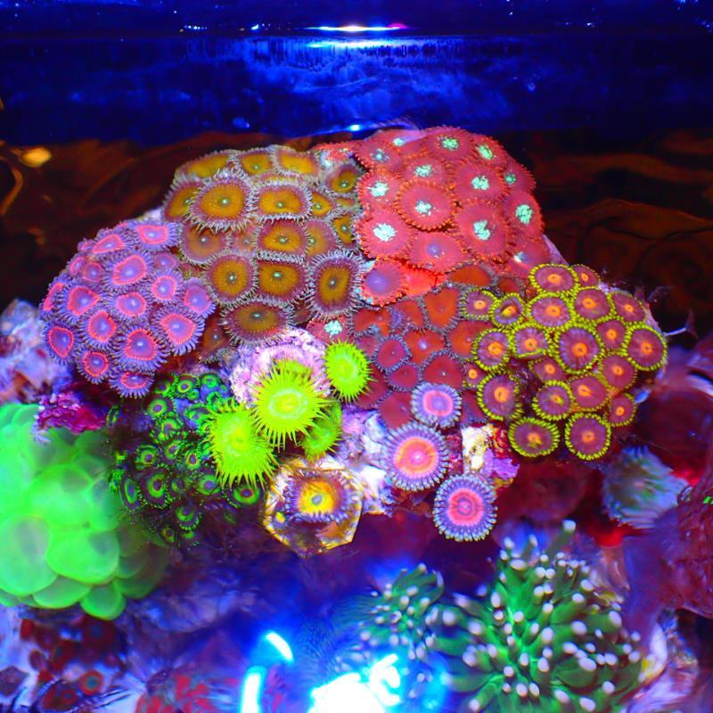 静风听海花鸟水族市场