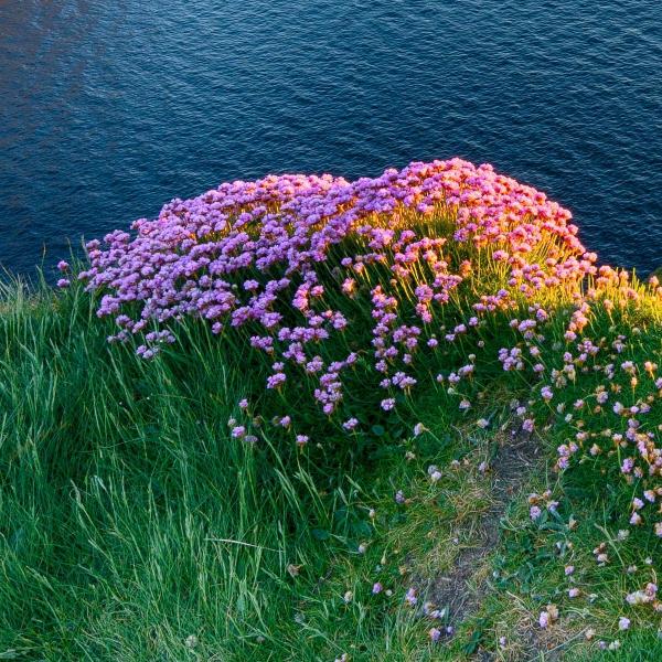 井花飞