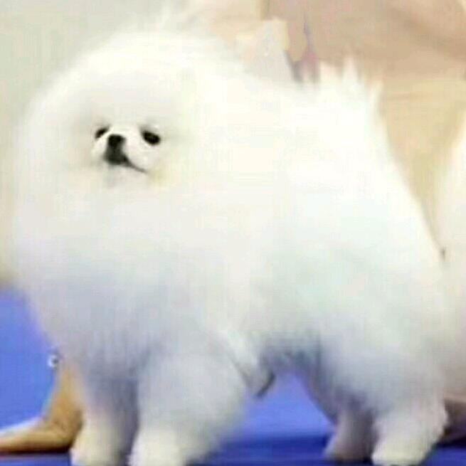 山东.鸿羽博美