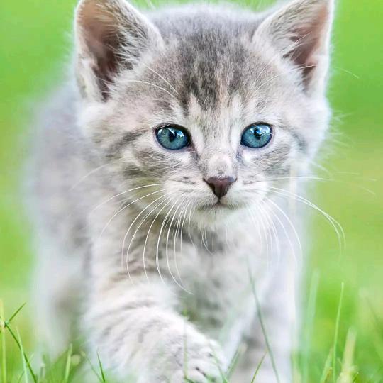 飞雪连天射白鹿