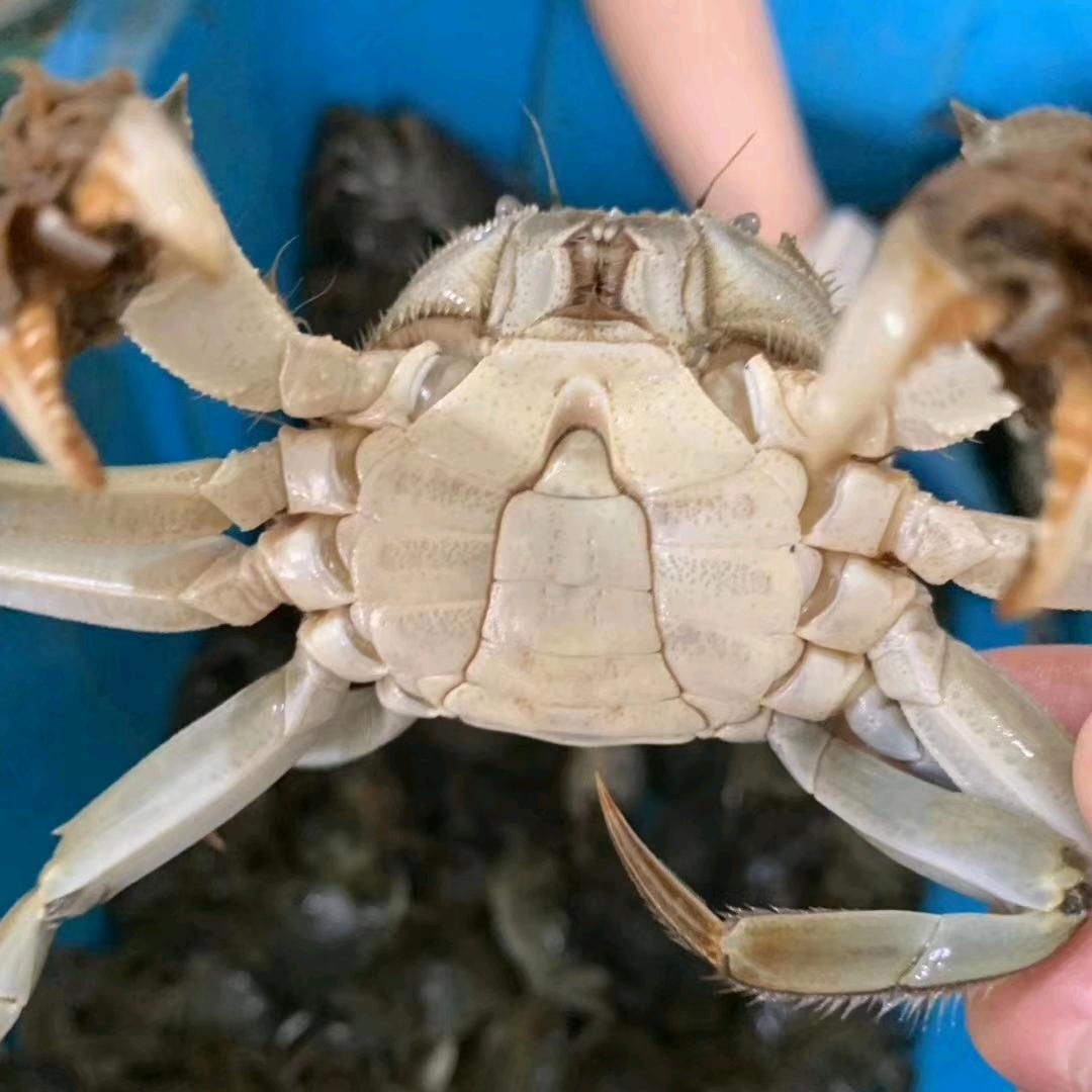 泰州市晓安水产养殖专业合作社