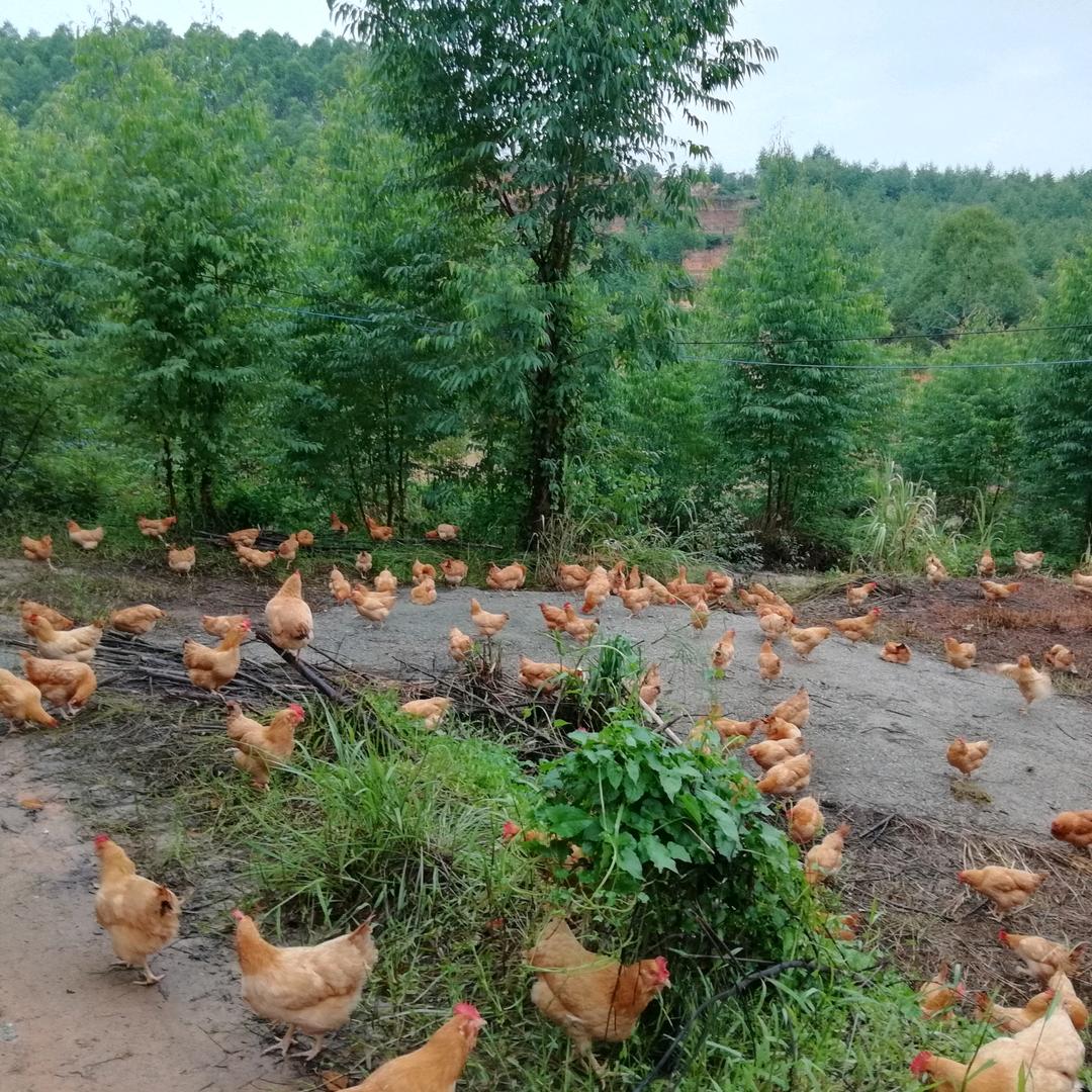 惠东县同一生态养殖有限公司