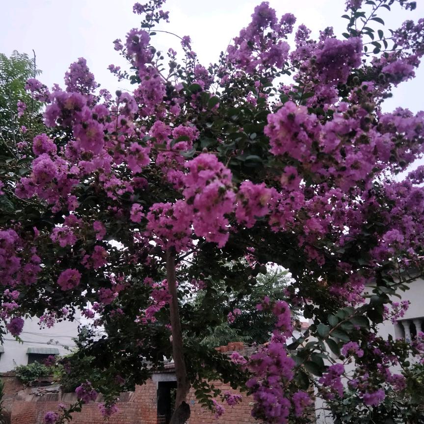 真烦