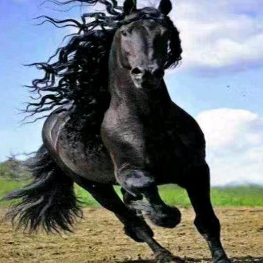 黑骏马