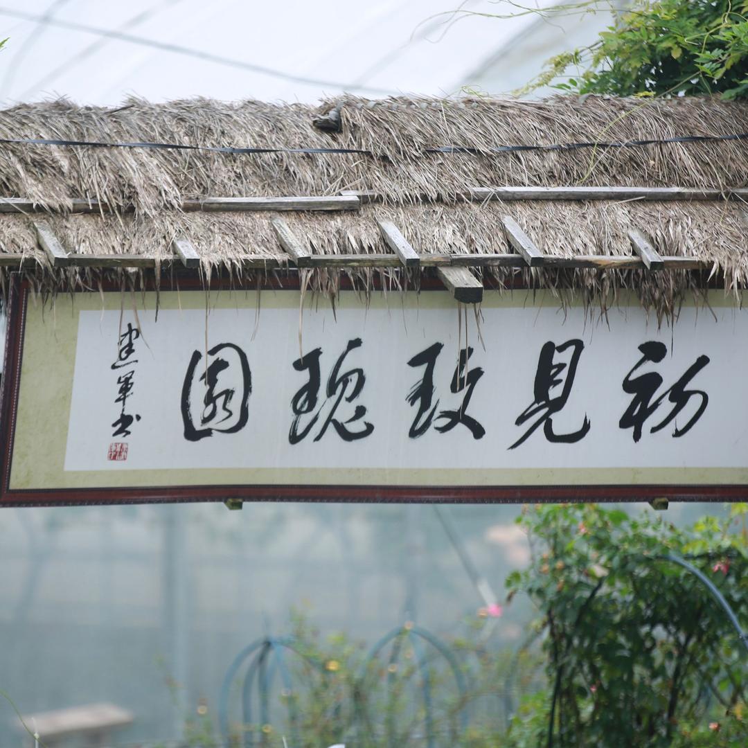 龙游初见玫瑰园