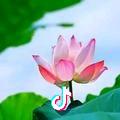幸运草