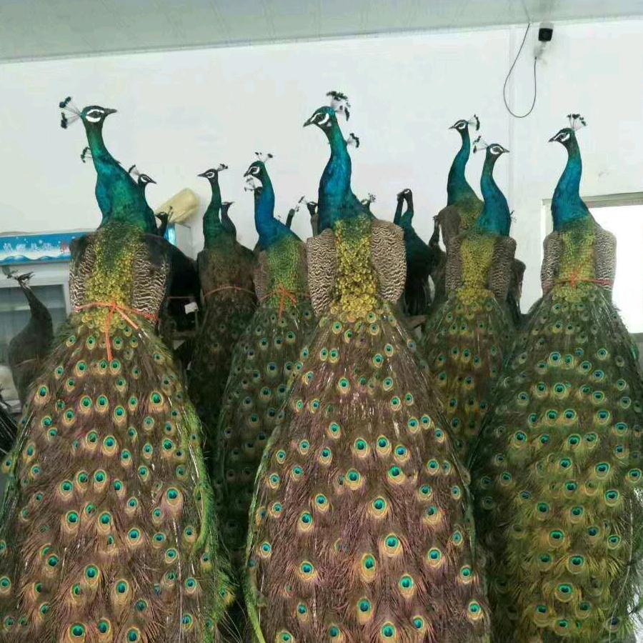 孔雀 鸵鸟 珍禽养殖