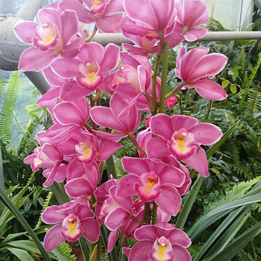 芬芬