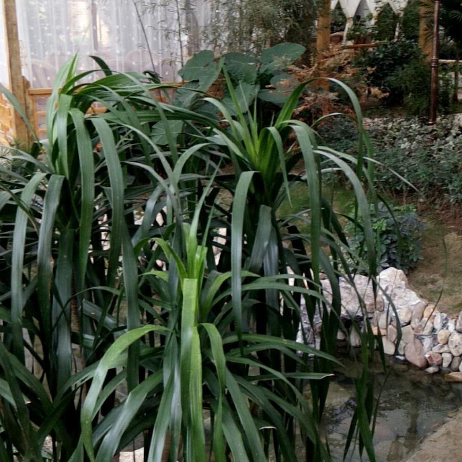 勇歌(手机摄影)