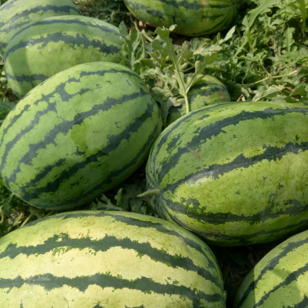 忻州市忻府区晋盛农业专业合作社