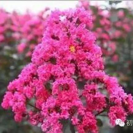 纯絔色