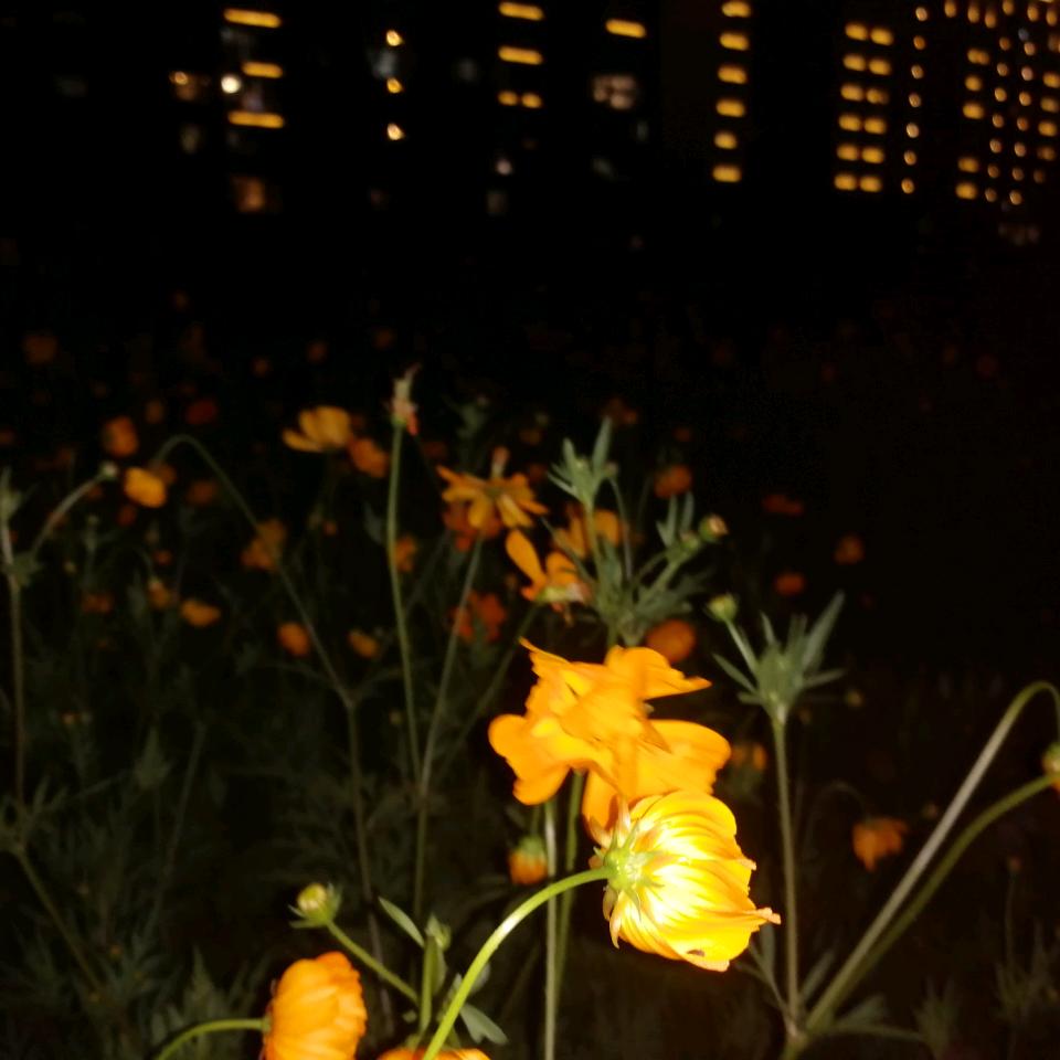 袁妹🌼🌼🌼