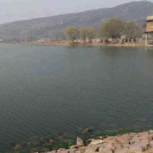 老黑装猪服务队