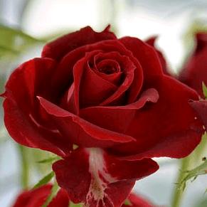 爱编歌爱念四句🌹