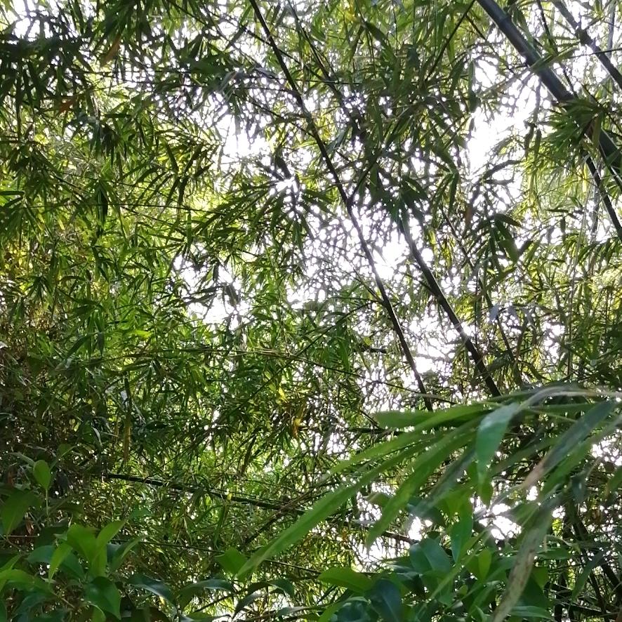 行云流水