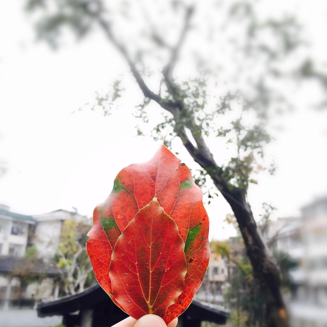 🇨🇳苦马菜
